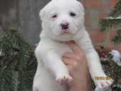 ����� ������(������ ������)