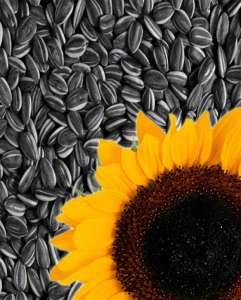 ����� ������������ ������� ������ ������ - ����������� 1