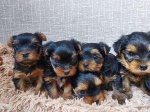 ����� ������������ ������� ������� ����� ������ � ���������� ������� - ����������� 1