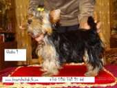 ������� � ����������: ����� ������������ ������� , �������� ���� � ������� , ������ ��������