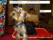 ����� ������������ ������� , �������� ���� � ������� , ������ �������� - ����������� 2