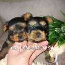 ����� ������������ ������� ������������ �����. �������� �������� - �������/�������