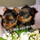 ������� � ����������: ����� ������������ ������� ������������ �����