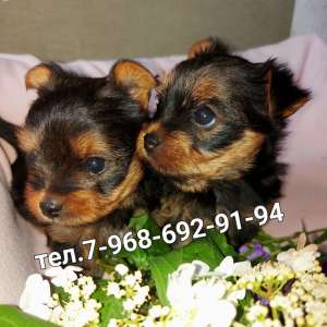 ����� ������������ ������� ������������ ����� - ����������� 1