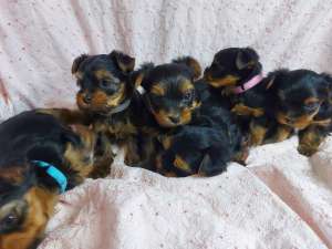 ����� ������������ ������� ������������ ������ ������� - ����������� 1