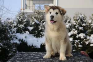 ����� ������������ �������� - ����������� 1