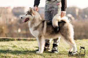 ����� ������������ �������� - ����������� 1