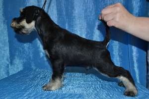 ����� ������������� ������ ������ � �������� - ����������� 1