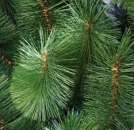 ����� ������������� ���������� ������� 1.50 �. - ����������� 2