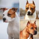 ����� ������������� ���������������� ������� - ����������� 1