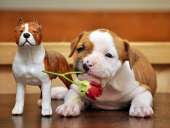 ����� ������������� ���������������� ������� - ����������� 2