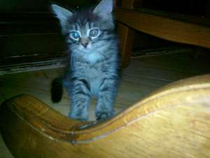 ����� ������-�������� - ����������� 1