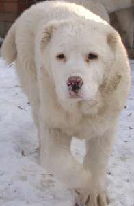 ����� ��������������� ������� (������) - ����������� 1