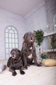 ����� �������-���������� - ����������� 1