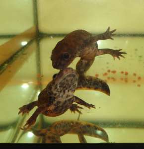 ������ 2 �����-���������� �������. �������� �� ���� ������� + ���� - ����������� 1