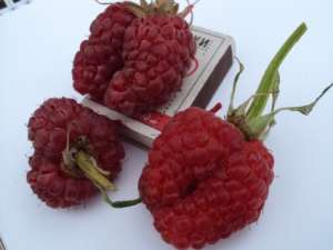 ������ 30 ������ - ����������� 1