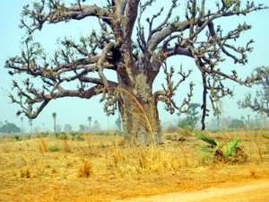 ������ (Adansonia digitata) 14 ���. - ����������� 1