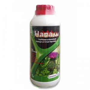 ������ - ����������� 1