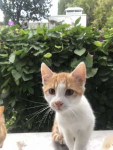 ������ - ����������� 1