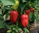 ������ � ����� - ������ �����, ���� ������ �����!. ������ �� ������� - ������