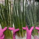 ������� � ����������: ������ � ������ �� ���������� ������ � ����������� �� �����������