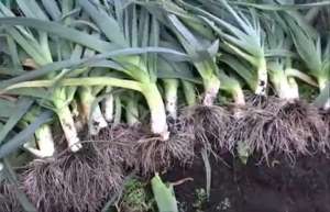 ������ � ������ ��� ����� �� ����� ������ �� ��� - ����������� 1