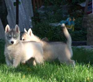 ������ � ������ ���� ������ ������������ ����� - ����������� 1