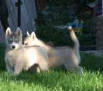 ������� � ����������: ������ � ������ ���� ������ ������������ �����