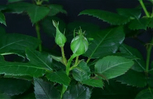 ������ � ������� ������� ��������� �������. ����������� - ����������� 1