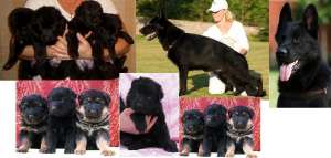 ������ � ��������� ����� �������� ������� � ����������� ���-FCI - ����������� 1