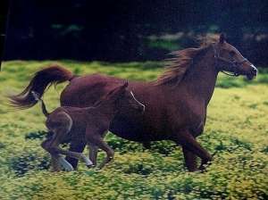 ������ �� ������ - ����������� 1