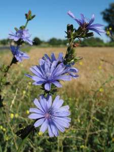 ������ �� ������, �i��� �������, �������� �� ������ - ����������� 1