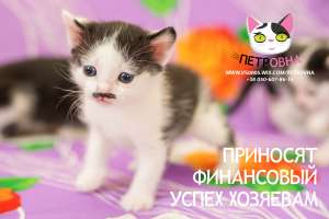 ������ �� ������ "��������". ������������ �����. - ����������� 1