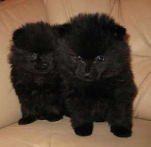 ������ �� ������ ������������ ����� - ����������� 1