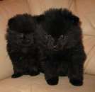 ������� � ����������: ������ �� ������ ������������ �����