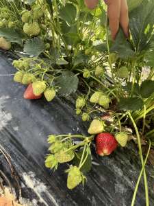 ������ �� �������� �������� � ������, ��������� - ����������� 1