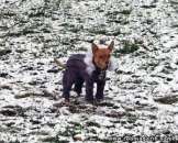 ������� � ����������: ������ ��� �����