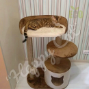 ������ ��� �����, ������, ����������