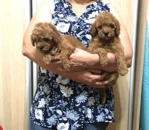 ������ ��� ������ - ����������� 1