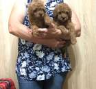 ������ ��� ������ - ����������� 3