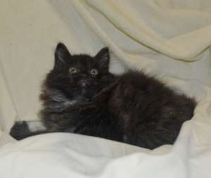 ������ ��� ������, ���������� �������. - ����������� 1