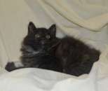 ������� � ����������: ������ ��� ������, ���������� �������.