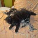 ������ ��� ������, ���������� �������. - ����������� 2