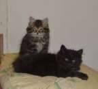 ������ ��� ������, ���������� �������. - ����������� 3