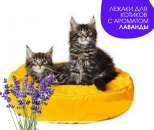 ������ ��� �������� �� ����� �������� ����������������� - ����������� 3