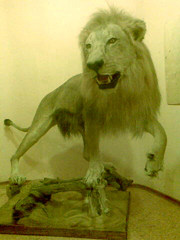 ������ ���� - ����������� 1