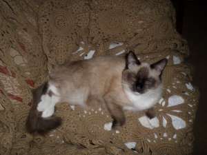 ������ ���� - ����������� 1