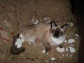 ������ ���� - ����������� 1