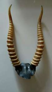 ������ ���� - ����������� 1