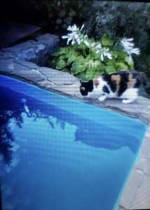 ������ ���� � �� ������� ������ - ����������� 1